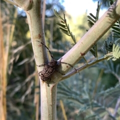 Ancita australis (Longicorn or longhorn beetle) at Murrumbateman, NSW - 20 Jan 2021 by SimoneC