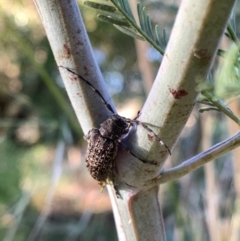 Ancita australis at Murrumbateman, NSW - 20 Jan 2021