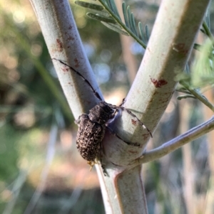 Ancita australis at Murrumbateman, NSW - 20 Jan 2021