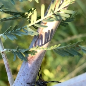 Ancita australis at Murrumbateman, NSW - 20 Jan 2021