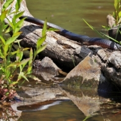 Pseudechis porphyriacus (Red-bellied Black Snake) at Tidbinbilla Nature Reserve - 19 Jan 2021 by RodDeb