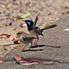 Malurus cyaneus (Superb Fairywren) at Tidbinbilla Nature Reserve - 19 Jan 2021 by RodDeb