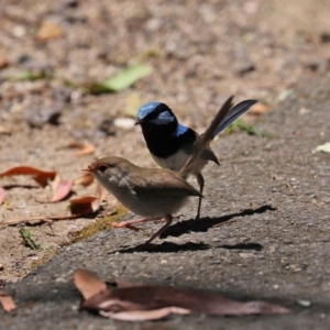 Malurus cyaneus at Paddys River, ACT - 19 Jan 2021 01:02 PM