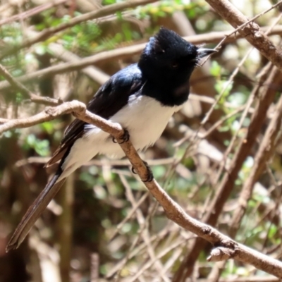 Myiagra cyanoleuca (Satin Flycatcher) at Paddys River, ACT - 19 Jan 2021 by RodDeb