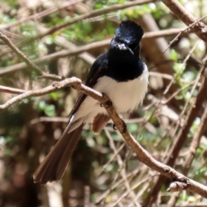 Myiagra cyanoleuca at Paddys River, ACT - 19 Jan 2021