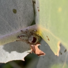 Opisthoncus sexmaculatus (Six-marked jumping spider) at Murrumbateman, NSW - 20 Jan 2021 by SimoneC