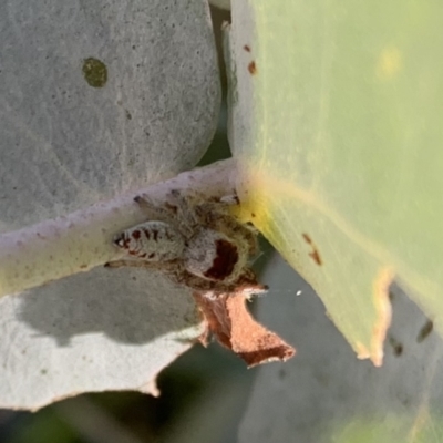 Opisthoncus sexmaculatus (Six-marked jumping spider) at Murrumbateman, NSW - 20 Jan 2021 by SimoneC