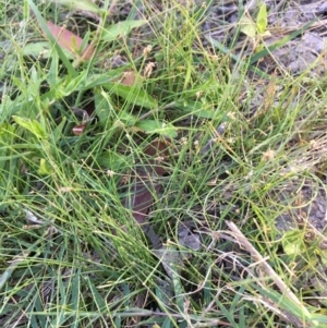 Eleocharis pusilla at Holt, ACT - 20 Jan 2021