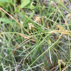 Eleocharis pusilla at Holt, ACT - 20 Jan 2021