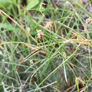 Eleocharis pusilla at Holt, ACT - 20 Jan 2021 05:32 PM