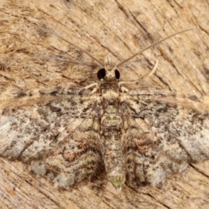 Chloroclystis approximata at Melba, ACT - 9 Jan 2021