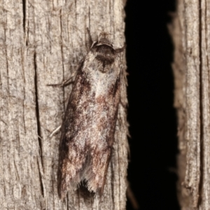 Oenochroa dinosema at Melba, ACT - 9 Jan 2021