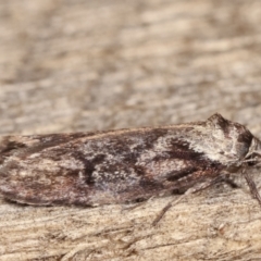 Oenochroa dinosema at Melba, ACT - 9 Jan 2021 10:10 PM