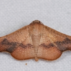 Aglaopus centiginosa (Dark-fringed Leaf Moth) at Melba, ACT - 9 Jan 2021 by kasiaaus
