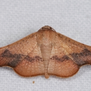 Aglaopus centiginosa at Melba, ACT - 9 Jan 2021