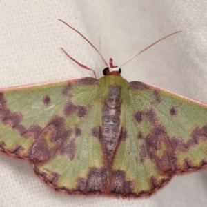 Prasinocyma rhodocosma at Melba, ACT - 9 Jan 2021