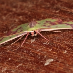 Prasinocyma rhodocosma at Melba, ACT - 9 Jan 2021