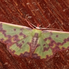 Prasinocyma rhodocosma at Melba, ACT - 9 Jan 2021