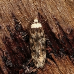 Endrosis sarcitrella (White-shouldered House Moth) at Melba, ACT - 9 Jan 2021 by kasiaaus