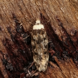 Endrosis sarcitrella at Melba, ACT - 9 Jan 2021 10:20 PM