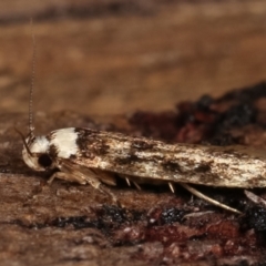 Endrosis sarcitrella at Melba, ACT - 9 Jan 2021