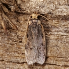 Hoplostega ochroma (a Eulechria Group moth) at Melba, ACT - 9 Jan 2021 by kasiaaus