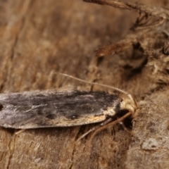 Hoplostega ochroma at Melba, ACT - 9 Jan 2021 10:22 PM