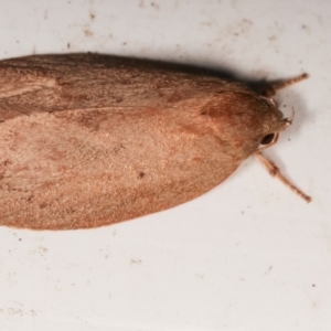 Garrha leucerythra at Melba, ACT - 9 Jan 2021 10:27 PM