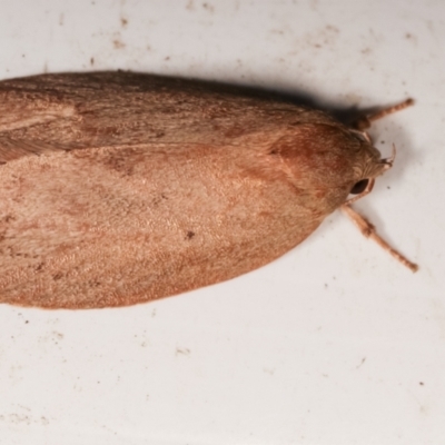 Garrha leucerythra (A concealer moth) at Melba, ACT - 9 Jan 2021 by kasiaaus