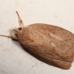 Garrha leucerythra at Melba, ACT - 9 Jan 2021 10:27 PM