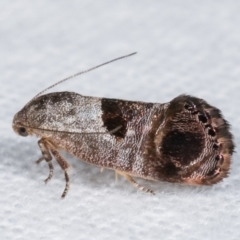 Eupselia beatella (Hypertrophidae) at Melba, ACT - 9 Jan 2021 by kasiaaus