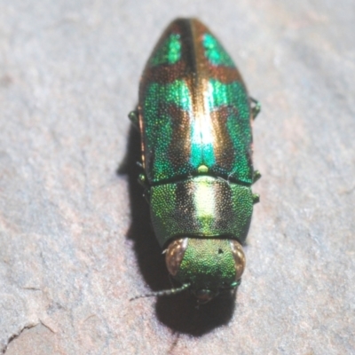 Melobasis splendida (a Jewel beetle) at Red Hill, ACT - 7 Jan 2021 by Harrisi