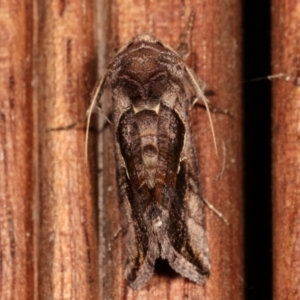 Chrysodeixis eriosoma at Melba, ACT - 9 Jan 2021