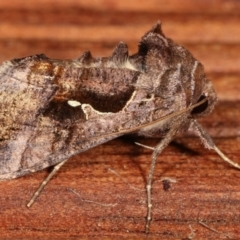 Chrysodeixis eriosoma at Melba, ACT - 9 Jan 2021 10:35 PM