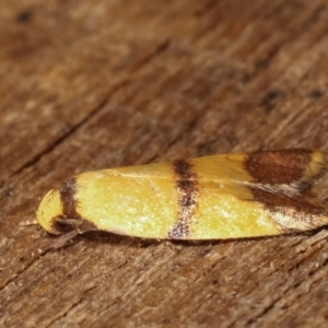 Heteroteucha translatella at Melba, ACT - 9 Jan 2021