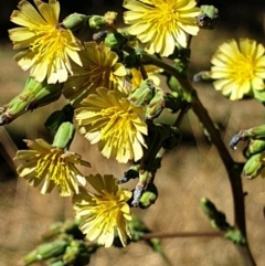 Lactuca serriola f. serriola (Prickly Lettuce) at Cook, ACT - 18 Jan 2021 by drakes