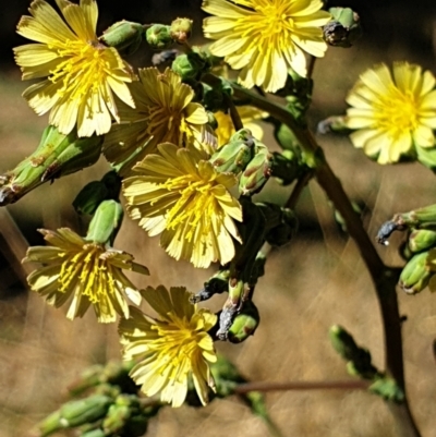 Lactuca serriola f. serriola (Prickly Lettuce) at Cook, ACT - 19 Jan 2021 by drakes
