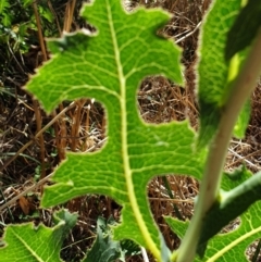 Lactuca serriola f. serriola at Cook, ACT - 19 Jan 2021 09:14 AM