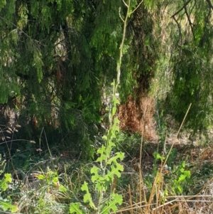 Lactuca serriola f. serriola at Cook, ACT - 19 Jan 2021