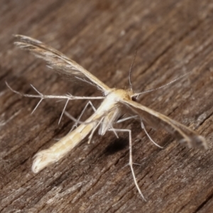 Pterophoridae (family) at Melba, ACT - 9 Jan 2021 11:37 PM