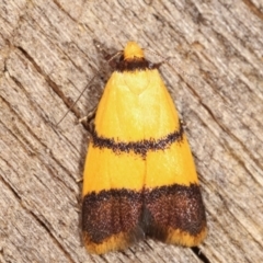 Heteroteucha translatella (Heteroteucha translatella) at Melba, ACT - 10 Jan 2021 by kasiaaus