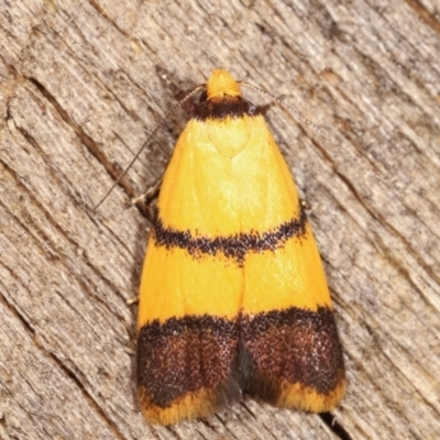 Heteroteucha translatella (Wingia Group) at Melba, ACT - 10 Jan 2021 by kasiaaus