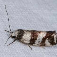 Isomoralla eriscota (A concealer moth) at Melba, ACT - 9 Jan 2021 by kasiaaus