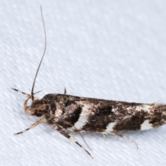 Macrobathra (genus) (A cosmet moth) at Melba, ACT - 9 Jan 2021 by kasiaaus