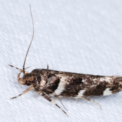 Macrobathra (genus) (A Cosmet moth (Cosmopteriginae) at Melba, ACT - 9 Jan 2021 by kasiaaus