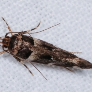 Macrobathra (genus) at Melba, ACT - 9 Jan 2021