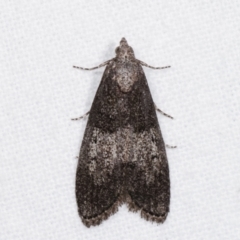 Aphomia baryptera (A pyralid moth) at Melba, ACT - 9 Jan 2021 by kasiaaus