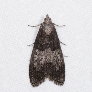 Aphomia baryptera at Melba, ACT - 9 Jan 2021