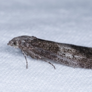 Aphomia baryptera at Melba, ACT - 9 Jan 2021