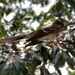 Rhipidura albiscapa (Grey Fantail) at Murrumbateman, NSW - 20 Jan 2021 by davobj